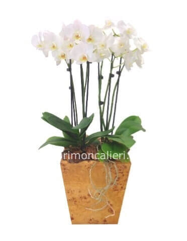 Pianta di phalaenopsis bianca