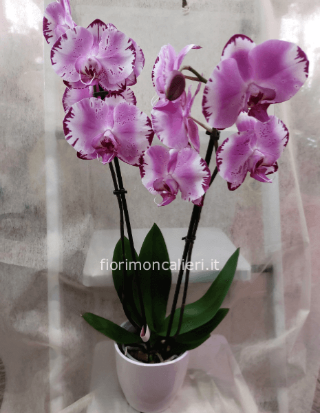 Pianta di phaleonopsis a 2 steli