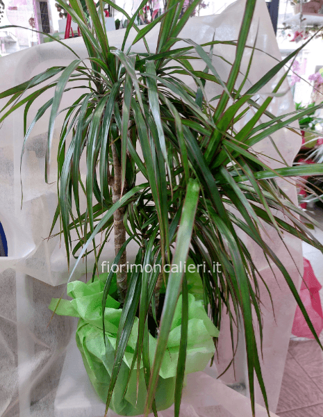 Dracaena marginata 2 tronchi