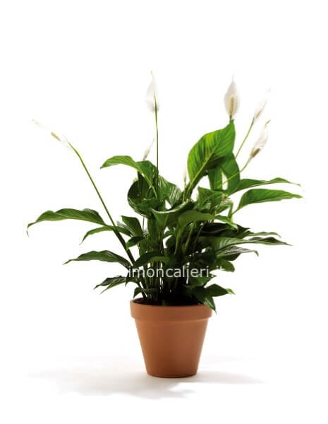 SPATHIPHILLIUM