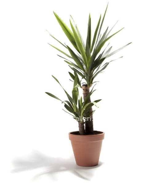 Yucca 2 tronchi