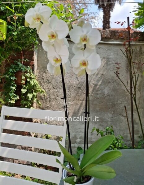 Phalaenopsis Bianca 2 rami