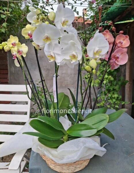 Cesto piante di orchidee  miste