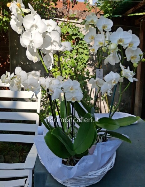 Cesto  piante orchidee bianche