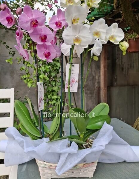 Cesto due piante  orchidee colori secondo  disponibilità