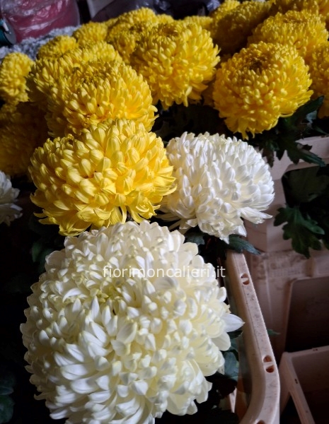 Crisantemo  decorativo