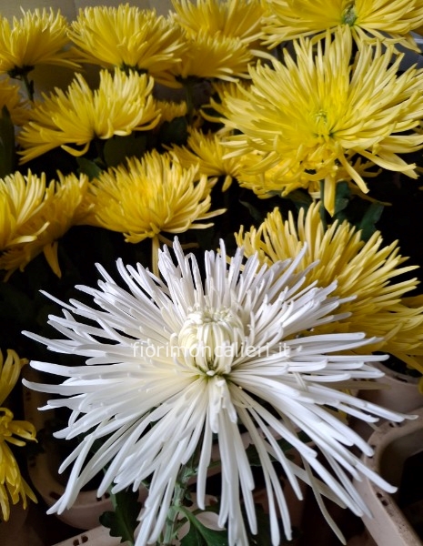 Spyder  giallo o bianco cadauno 