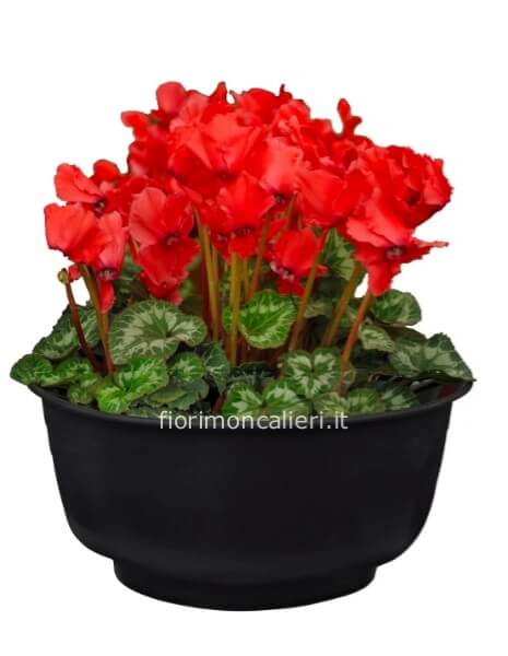 ciclamino colori mix