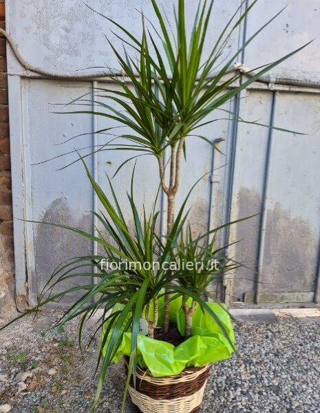 Dracaena marinata con cesto